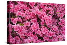 USA, Georgia, Savannah. Azaleas in bloom-Joanne Wells-Stretched Canvas