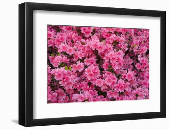 USA, Georgia, Savannah. Azaleas in bloom-Joanne Wells-Framed Photographic Print