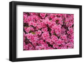 USA, Georgia, Savannah. Azaleas in bloom-Joanne Wells-Framed Photographic Print