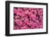USA, Georgia, Savannah. Azaleas in bloom-Joanne Wells-Framed Photographic Print