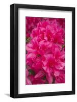 USA, Georgia, Savannah. Azaleas in bloom-Joanne Wells-Framed Photographic Print