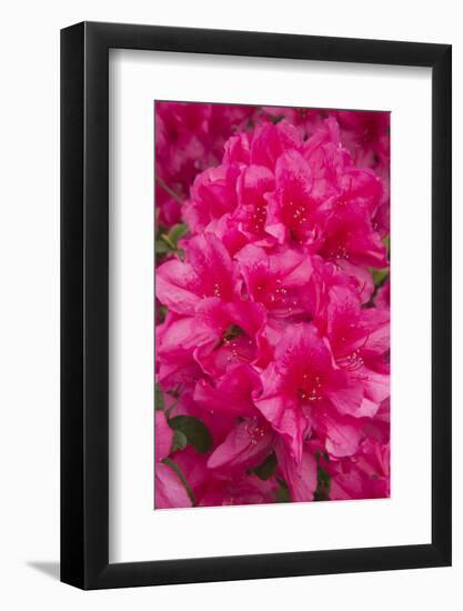 USA, Georgia, Savannah. Azaleas in bloom-Joanne Wells-Framed Photographic Print