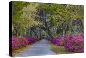 USA, Georgia, Savannah, Azaleas in Historic Bonaventure Cemetery-Joanne Wells-Stretched Canvas