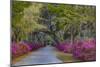 USA, Georgia, Savannah, Azaleas in Historic Bonaventure Cemetery-Joanne Wells-Mounted Photographic Print