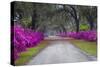 USA, Georgia, Savannah, Azaleas in Historic Bonaventure Cemetery-Joanne Wells-Stretched Canvas