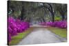 USA, Georgia, Savannah, Azaleas in Historic Bonaventure Cemetery-Joanne Wells-Stretched Canvas