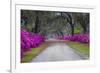 USA, Georgia, Savannah, Azaleas in Historic Bonaventure Cemetery-Joanne Wells-Framed Photographic Print