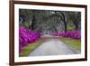 USA, Georgia, Savannah, Azaleas in Historic Bonaventure Cemetery-Joanne Wells-Framed Photographic Print