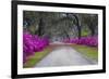 USA, Georgia, Savannah, Azaleas in Historic Bonaventure Cemetery-Joanne Wells-Framed Photographic Print