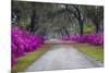 USA, Georgia, Savannah, Azaleas in Historic Bonaventure Cemetery-Joanne Wells-Mounted Photographic Print