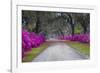 USA, Georgia, Savannah, Azaleas in Historic Bonaventure Cemetery-Joanne Wells-Framed Photographic Print