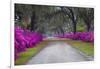 USA, Georgia, Savannah, Azaleas in Historic Bonaventure Cemetery-Joanne Wells-Framed Photographic Print