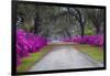 USA, Georgia, Savannah, Azaleas in Historic Bonaventure Cemetery-Joanne Wells-Framed Photographic Print