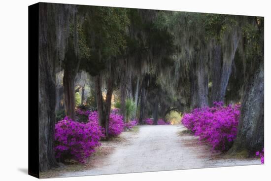 USA, Georgia, Savannah, Azaleas in Historic Bonaventure Cemetery-Joanne Wells-Stretched Canvas