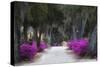 USA, Georgia, Savannah, Azaleas in Historic Bonaventure Cemetery-Joanne Wells-Stretched Canvas