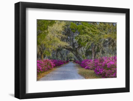 USA, Georgia, Savannah, Azaleas in Historic Bonaventure Cemetery-Joanne Wells-Framed Photographic Print