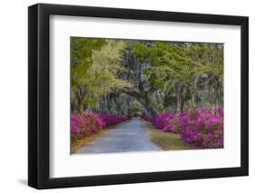 USA, Georgia, Savannah, Azaleas in Historic Bonaventure Cemetery-Joanne Wells-Framed Photographic Print