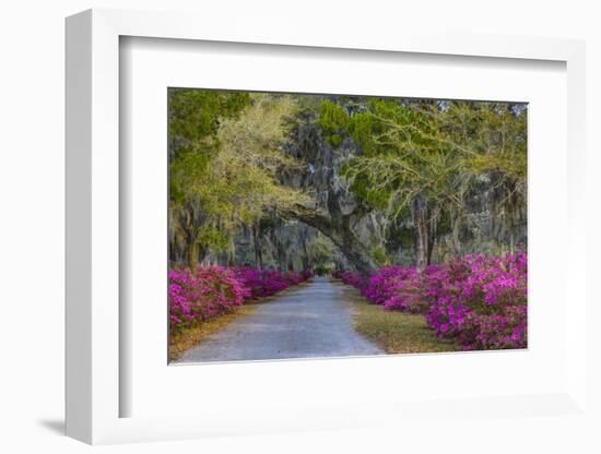 USA, Georgia, Savannah, Azaleas in Historic Bonaventure Cemetery-Joanne Wells-Framed Photographic Print