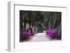 USA, Georgia, Savannah, Azaleas in Historic Bonaventure Cemetery-Joanne Wells-Framed Photographic Print