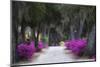 USA, Georgia, Savannah, Azaleas in Historic Bonaventure Cemetery-Joanne Wells-Mounted Photographic Print