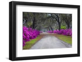 USA, Georgia, Savannah, Azaleas in Historic Bonaventure Cemetery-Joanne Wells-Framed Premium Photographic Print