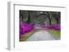 USA, Georgia, Savannah, Azaleas in Historic Bonaventure Cemetery-Joanne Wells-Framed Premium Photographic Print