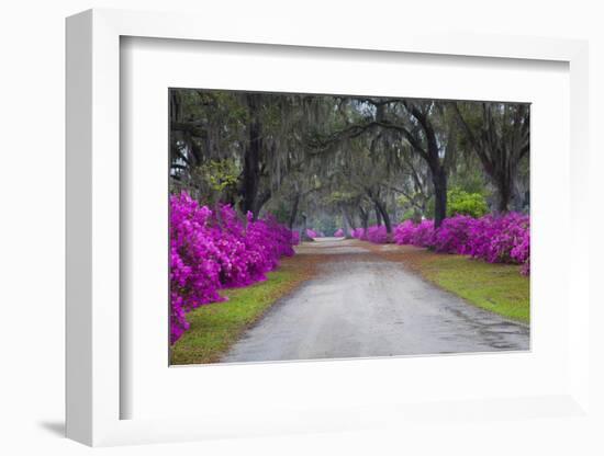 USA, Georgia, Savannah, Azaleas in Historic Bonaventure Cemetery-Joanne Wells-Framed Photographic Print