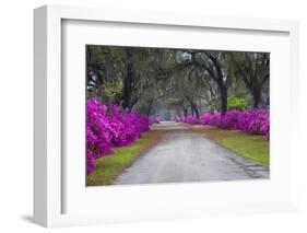 USA, Georgia, Savannah, Azaleas in Historic Bonaventure Cemetery-Joanne Wells-Framed Photographic Print