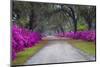 USA, Georgia, Savannah, Azaleas in Historic Bonaventure Cemetery-Joanne Wells-Mounted Photographic Print