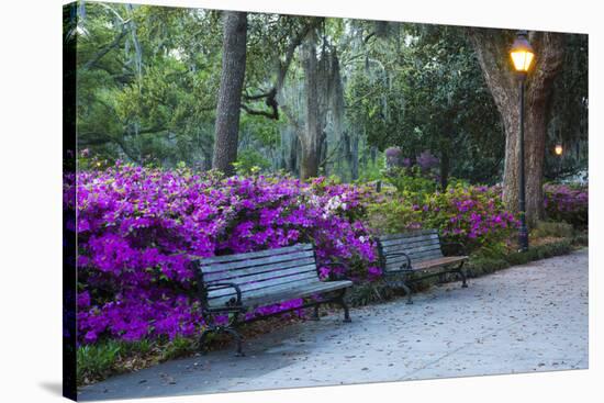 USA, Georgia, Savannah. Azaleas in the spring at Forsyth Park.-Joanne Wells-Stretched Canvas