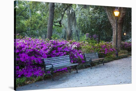 USA, Georgia, Savannah. Azaleas in the spring at Forsyth Park.-Joanne Wells-Stretched Canvas