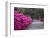 USA, Georgia, Savannah. Bonaventure Cemetery in the spring with azaleas in bloom.-Joanne Wells-Framed Photographic Print