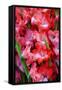 USA, Georgia, Savannah, Bouquet of gladiolus at Farmer's Market.-Joanne Wells-Framed Stretched Canvas