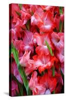 USA, Georgia, Savannah, Bouquet of gladiolus at Farmer's Market.-Joanne Wells-Stretched Canvas