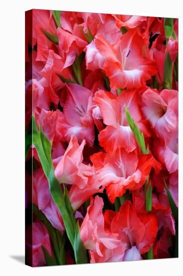 USA, Georgia, Savannah, Bouquet of gladiolus at Farmer's Market.-Joanne Wells-Stretched Canvas