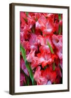 USA, Georgia, Savannah, Bouquet of gladiolus at Farmer's Market.-Joanne Wells-Framed Photographic Print