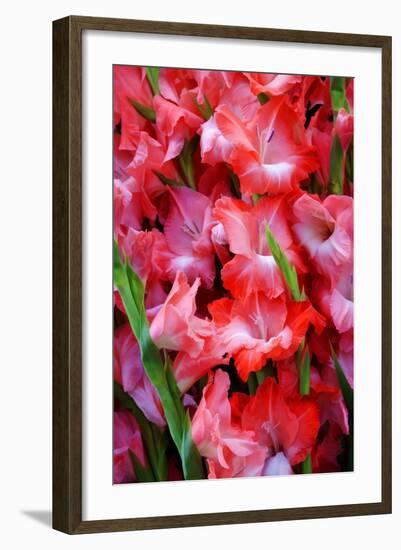 USA, Georgia, Savannah, Bouquet of gladiolus at Farmer's Market.-Joanne Wells-Framed Photographic Print