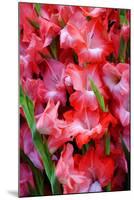 USA, Georgia, Savannah, Bouquet of gladiolus at Farmer's Market.-Joanne Wells-Mounted Photographic Print