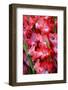 USA, Georgia, Savannah, Bouquet of gladiolus at Farmer's Market.-Joanne Wells-Framed Photographic Print