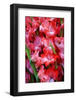 USA, Georgia, Savannah, Bouquet of gladiolus at Farmer's Market.-Joanne Wells-Framed Photographic Print