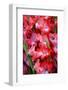 USA, Georgia, Savannah, Bouquet of gladiolus at Farmer's Market.-Joanne Wells-Framed Photographic Print