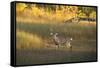 USA, Georgia, Savannah. Buck in the marsh at Skidaway Island.-Joanne Wells-Framed Stretched Canvas