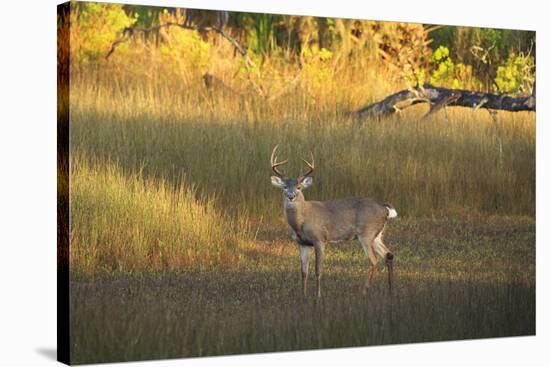 USA, Georgia, Savannah. Buck in the marsh at Skidaway Island.-Joanne Wells-Stretched Canvas