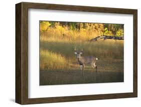 USA, Georgia, Savannah. Buck in the marsh at Skidaway Island.-Joanne Wells-Framed Photographic Print