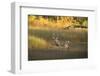 USA, Georgia, Savannah. Buck in the marsh at Skidaway Island.-Joanne Wells-Framed Photographic Print