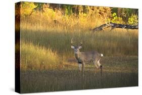 USA, Georgia, Savannah. Buck in the marsh at Skidaway Island.-Joanne Wells-Stretched Canvas