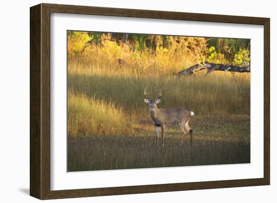 USA, Georgia, Savannah. Buck in the marsh at Skidaway Island.-Joanne Wells-Framed Photographic Print