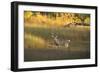 USA, Georgia, Savannah. Buck in the marsh at Skidaway Island.-Joanne Wells-Framed Photographic Print