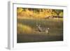 USA, Georgia, Savannah. Buck in the marsh at Skidaway Island.-Joanne Wells-Framed Photographic Print