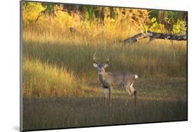 USA, Georgia, Savannah. Buck in the marsh at Skidaway Island.-Joanne Wells-Mounted Photographic Print